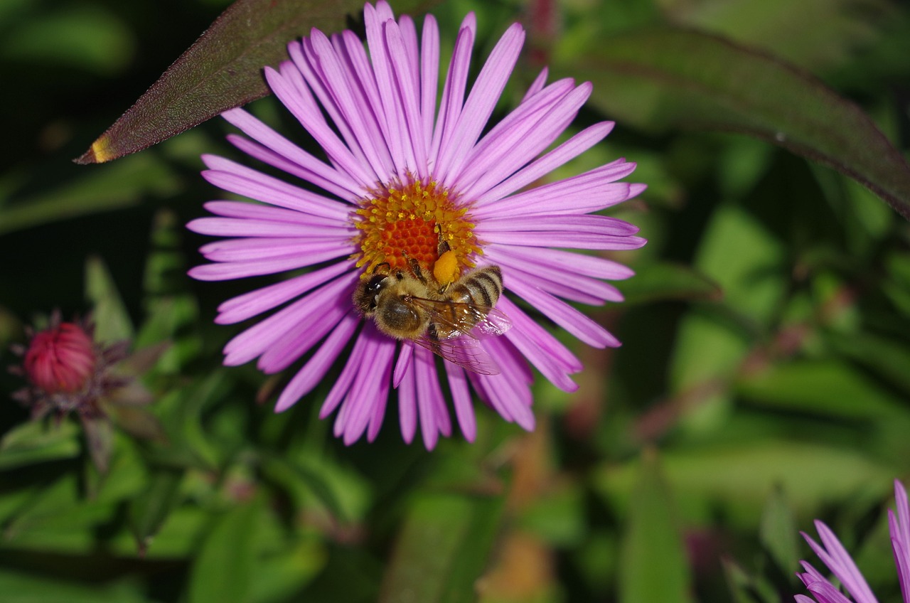 夢(mèng)幻花園官方最新版下載，探索虛擬花卉世界的全新體驗(yàn)之旅
