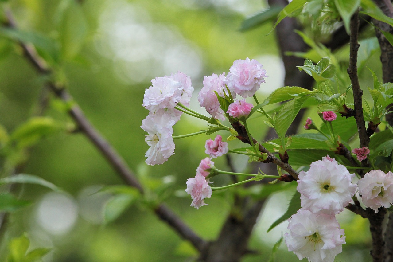 煙臺柏林春天最新動態(tài)，城市蓬勃發(fā)展的新篇章