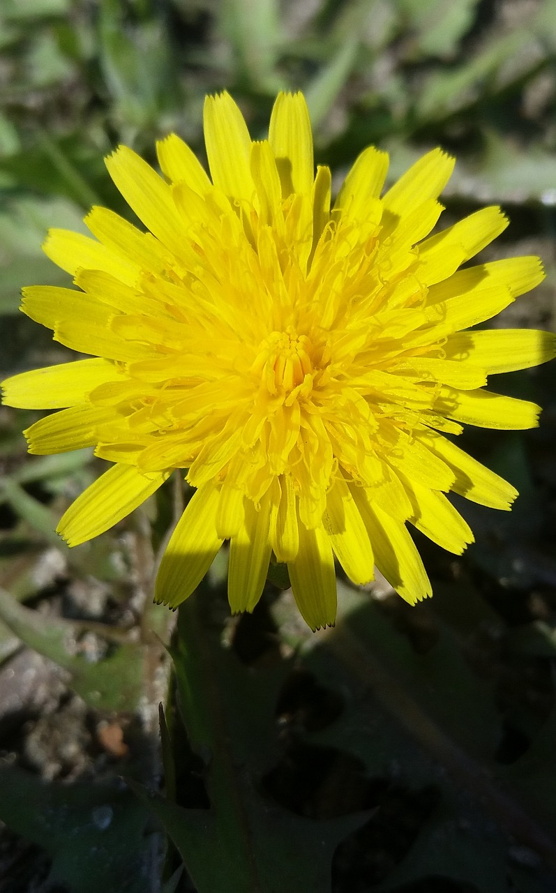 黔西花開城最新動態(tài)，新篇章綻放之花