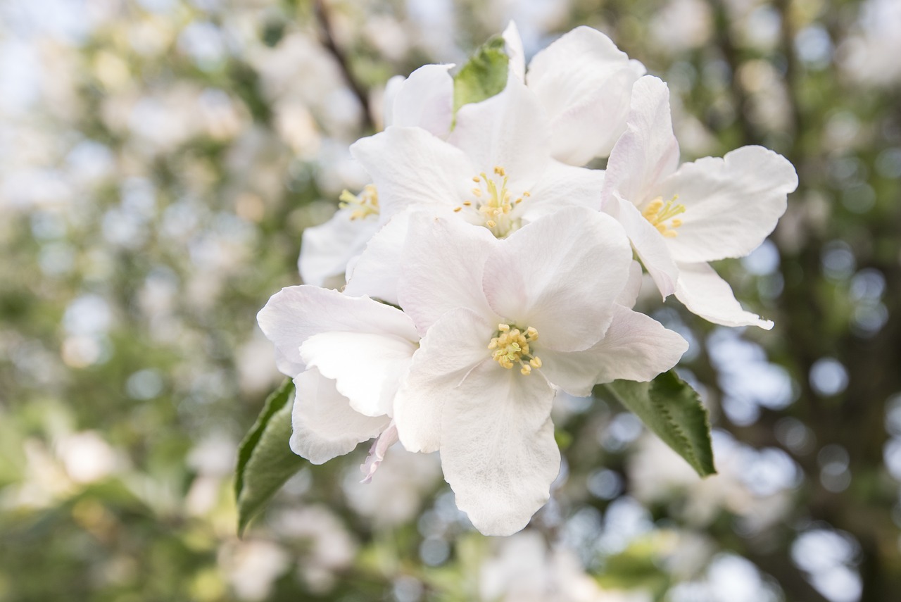 探索梅花詩韻，揭秘2016最新正版梅花詩的魅力