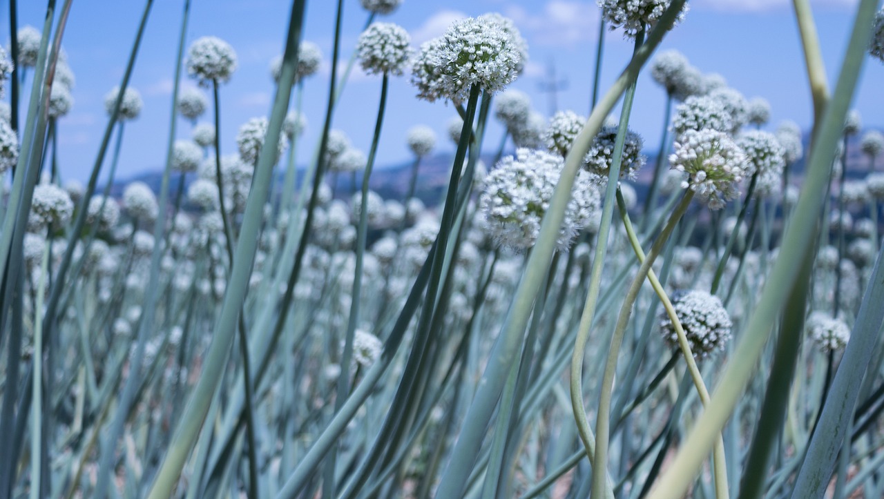 最新仿真花圖片與價(jià)格，美化生活的藝術(shù)品展示
