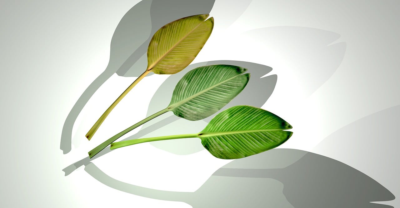 石家莊華普城最新動態(tài)，城市發(fā)展的脈搏與未來展望揭秘