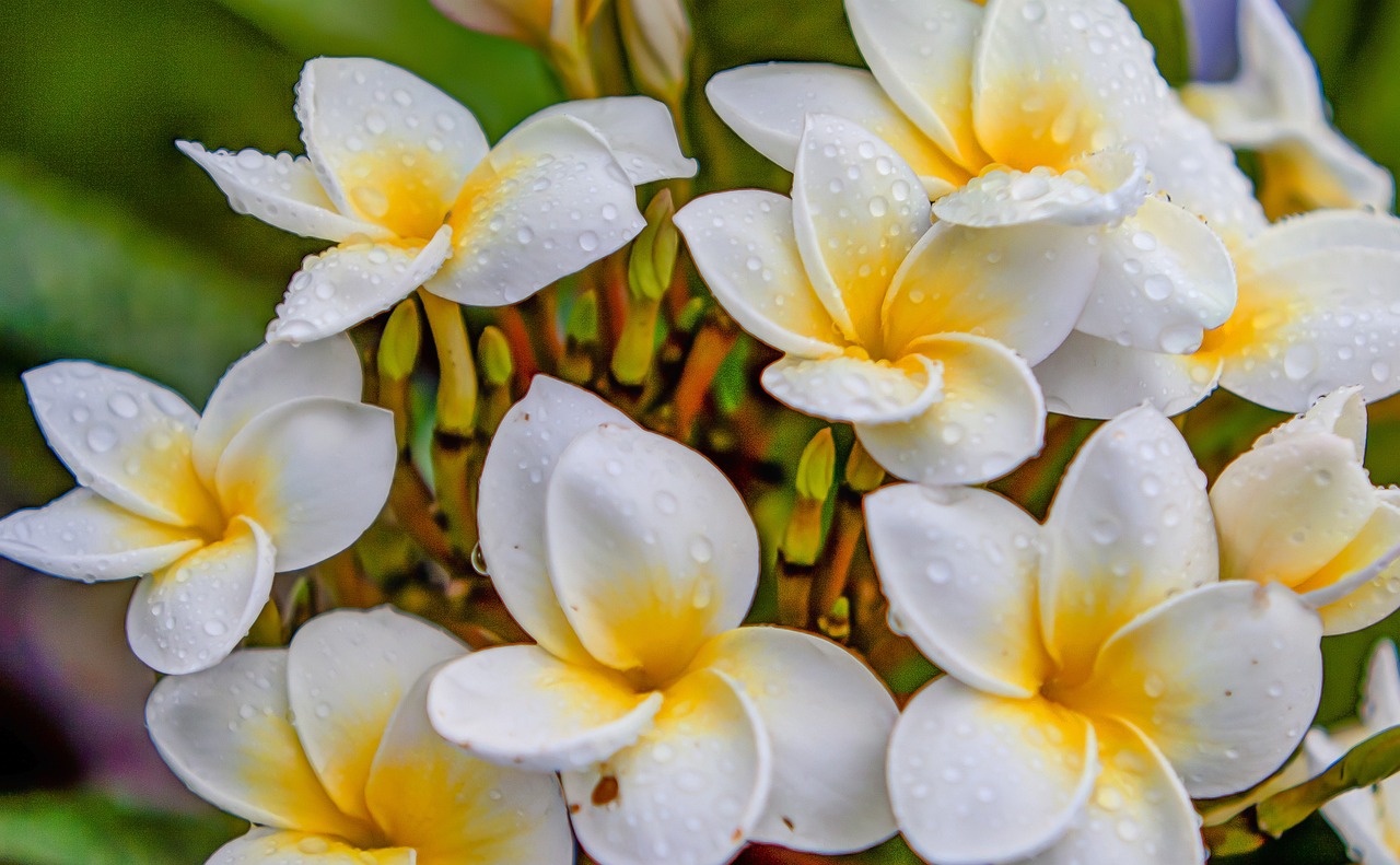 最新生肖桃花運(yùn)分析，揭秘2016年生肖桃花運(yùn)勢