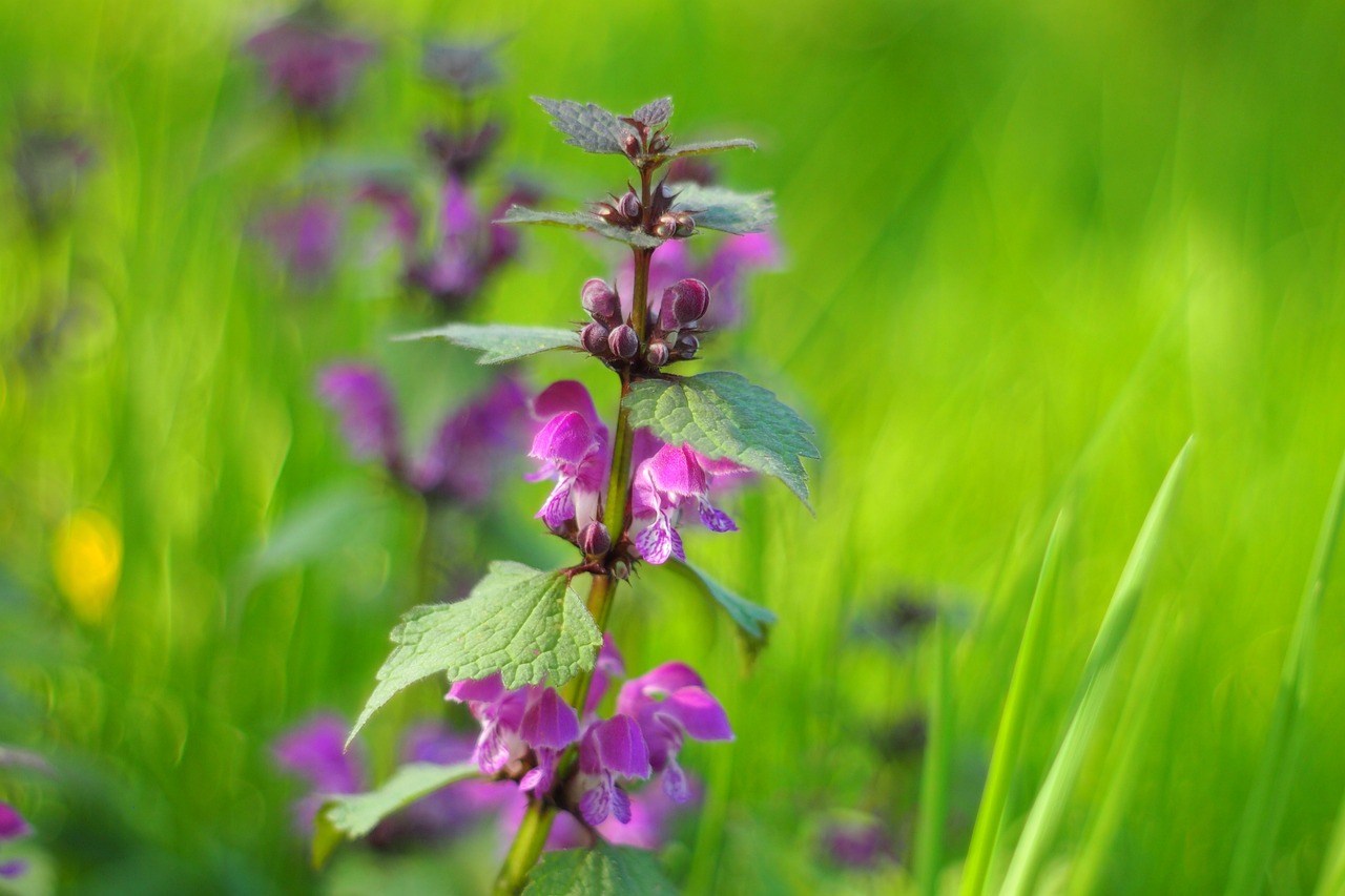 濱州環(huán)保督察最新動態(tài)，堅定推動綠色發(fā)展步伐