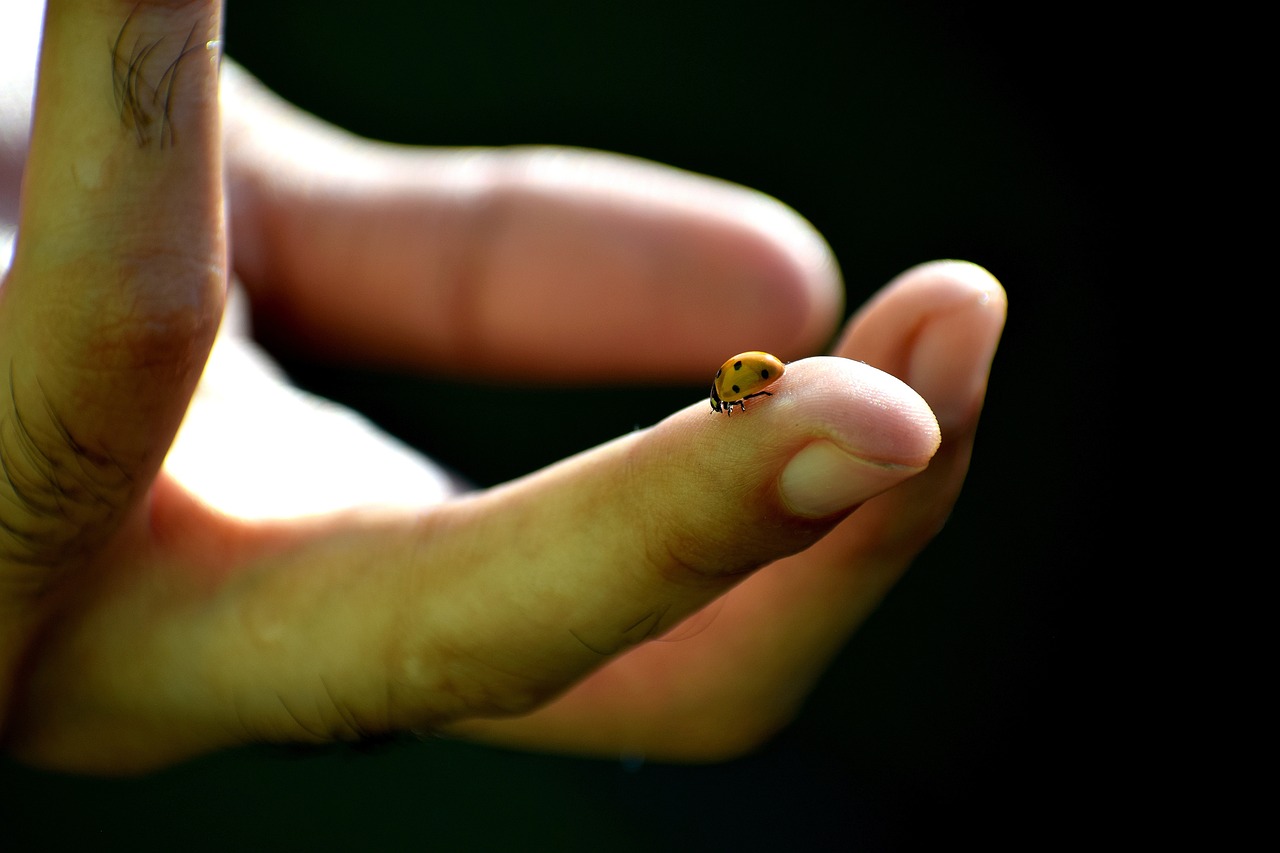 王者榮耀貂蟬最新動(dòng)態(tài)，英雄重塑與皮膚更新消息揭秘