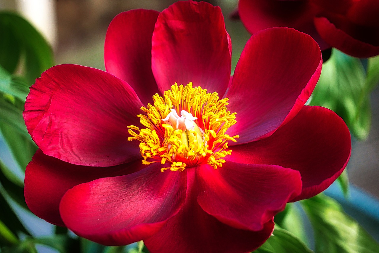 退休交醫(yī)保政策最新動(dòng)態(tài)，調(diào)整、展望與未來(lái)趨勢(shì)