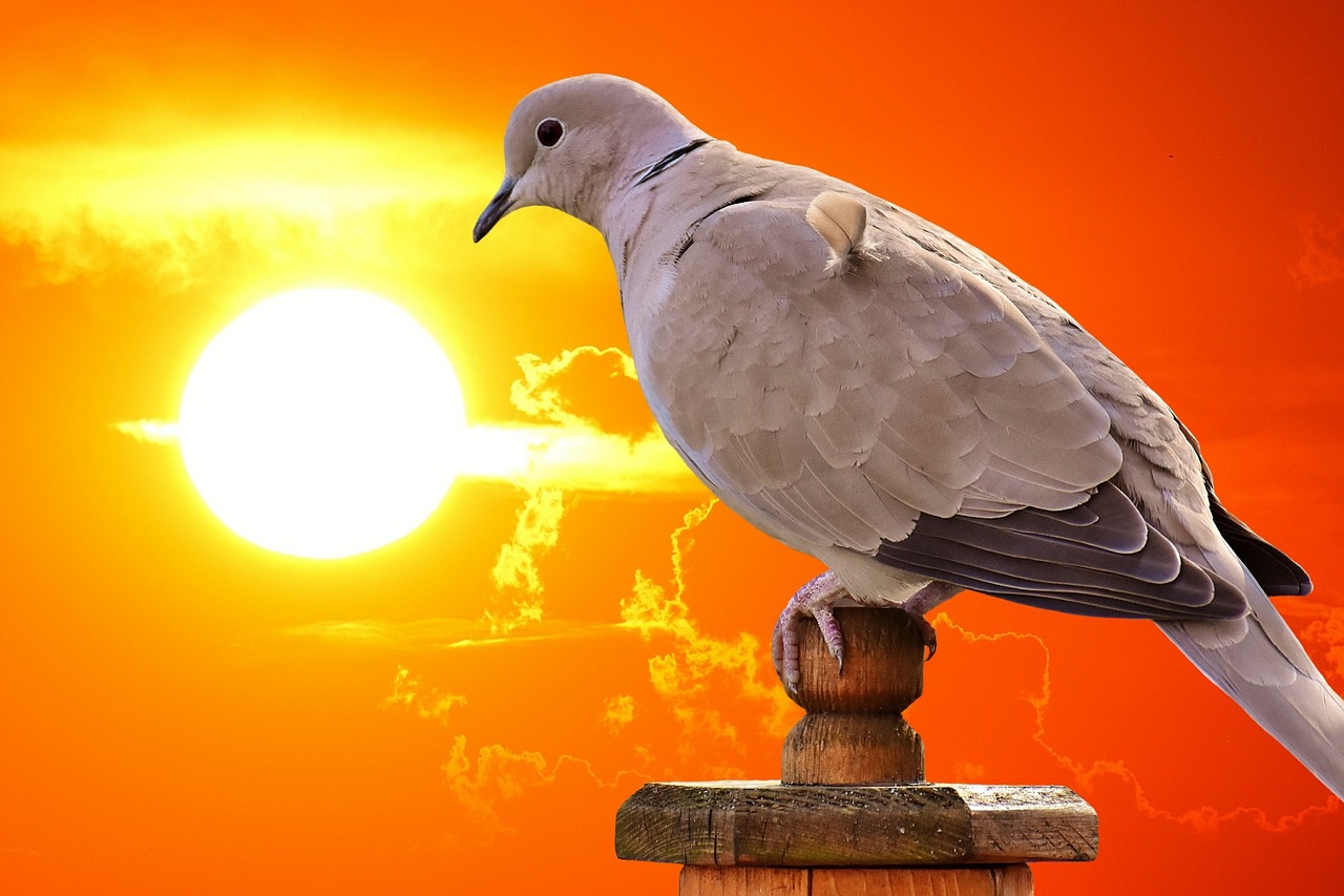 最新名家天落鴿圖片的藝術(shù)魅力與賞析，揭秘其獨特魅力及賞析精選圖片