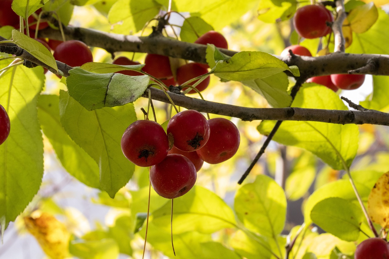 三河新集蓬勃發(fā)展新篇章，最新動態(tài)與動靜揭秘