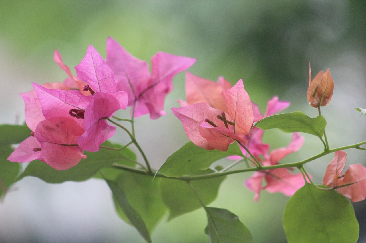 淮安豐球潤園最新價格揭秘，市場影響力與市場動態(tài)同步更新