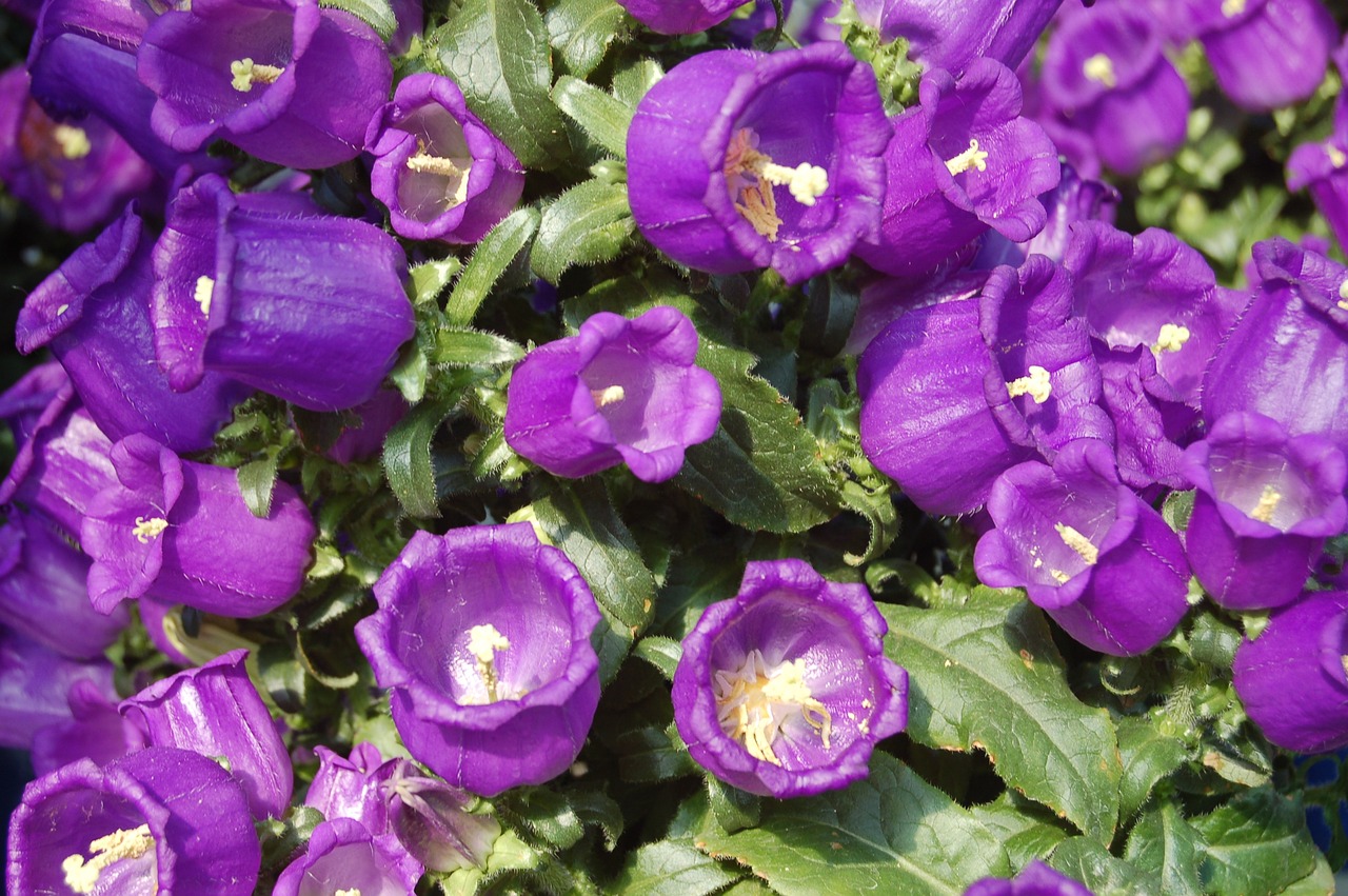 趙易山最新動態(tài)揭秘，探尋其最新消息與神秘面紗背后的真相