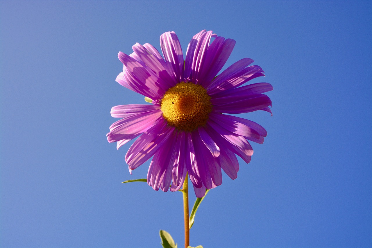 六安紫御府最新動態(tài)，引領(lǐng)城市生活新潮流