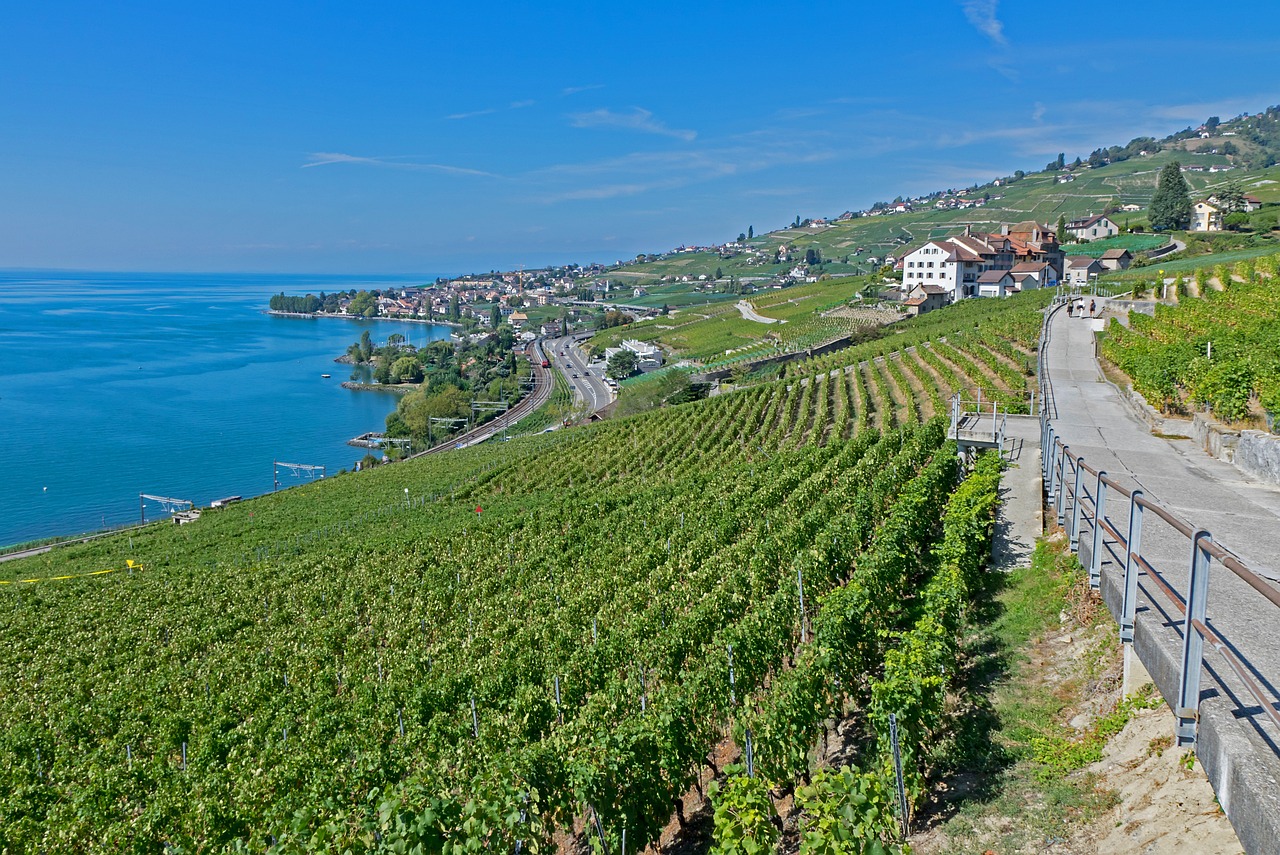 灤南澤平莊園，獨(dú)特魅力與發(fā)展前景的最新消息