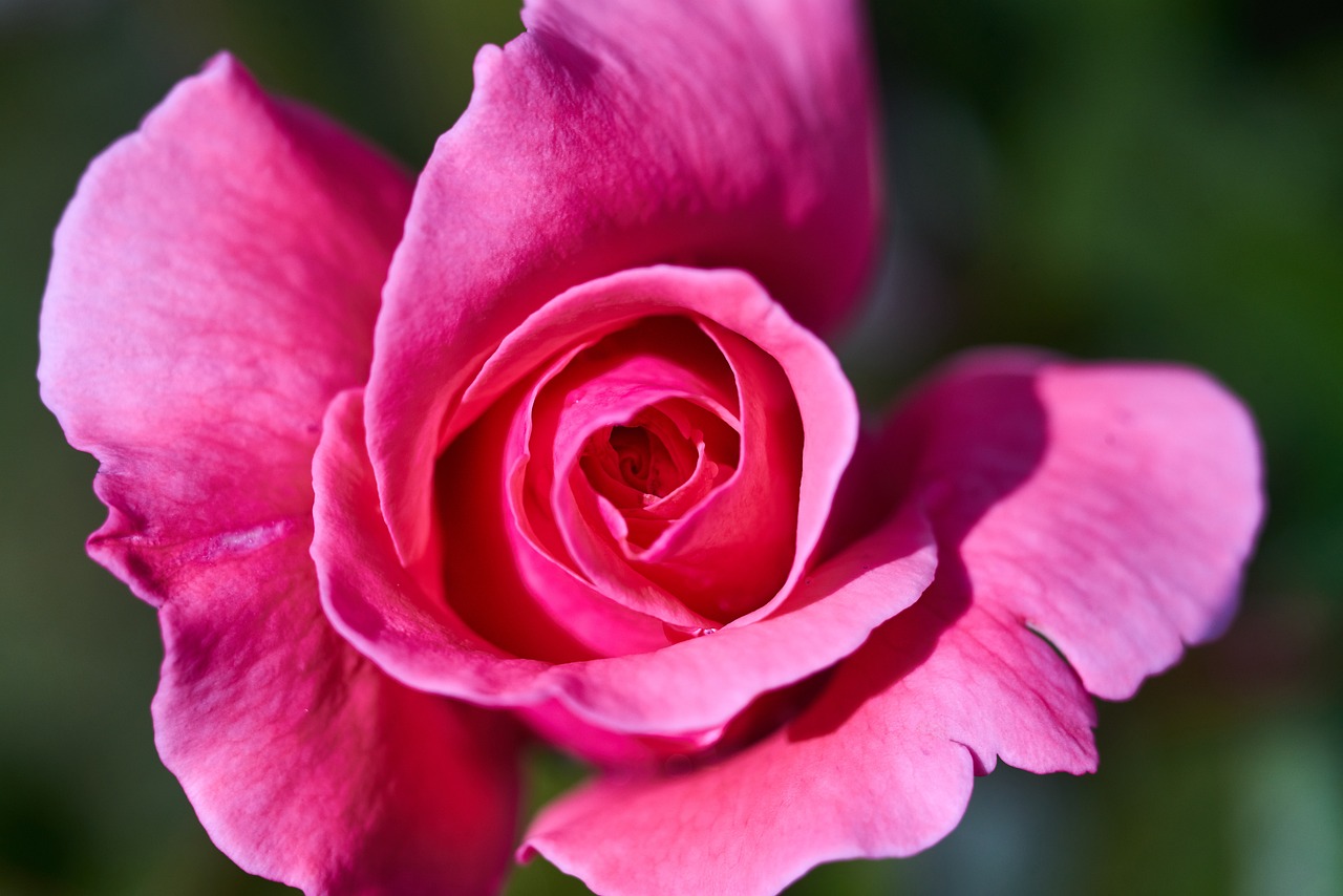 最新早上好圖片，開啟美好一天的溫馨問候