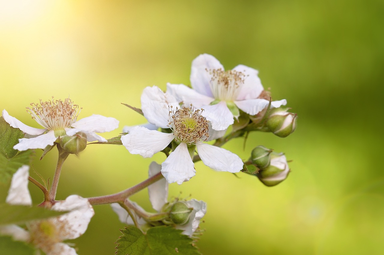 王寶強(qiáng)與馬蓉的最新動(dòng)態(tài)，情感糾葛與人生的新篇章