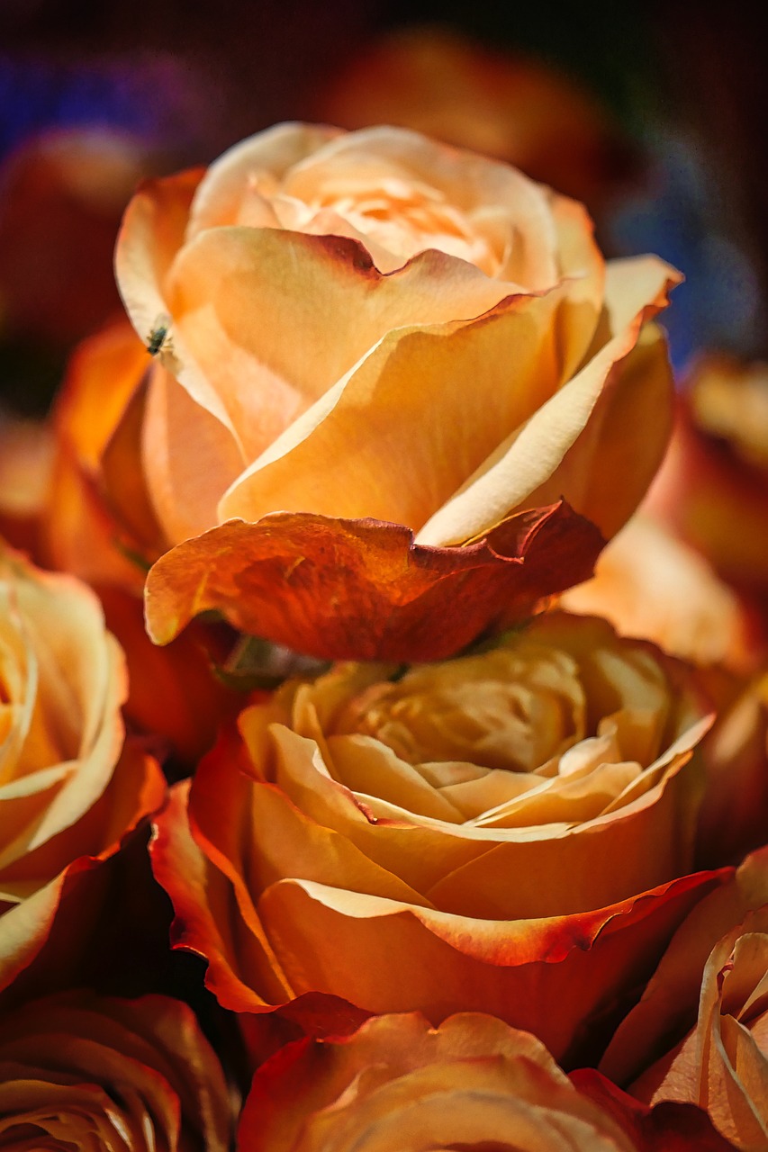 香堤藝墅最新動(dòng)態(tài)，揭開未來藝術(shù)生活序幕