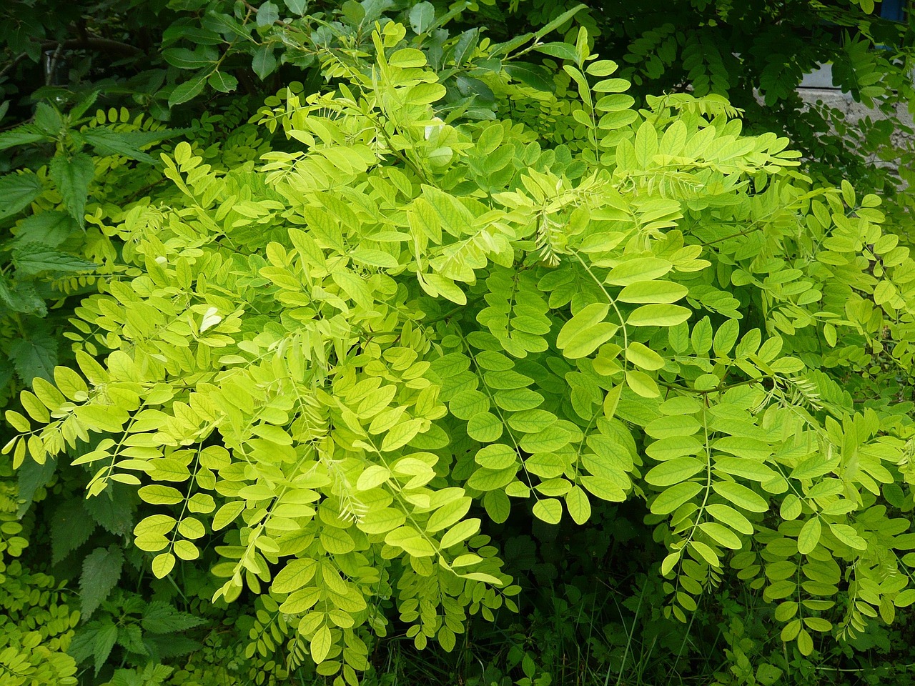 幸福林帶三期最新進展，綠色生活展望，未來動態(tài)揭秘