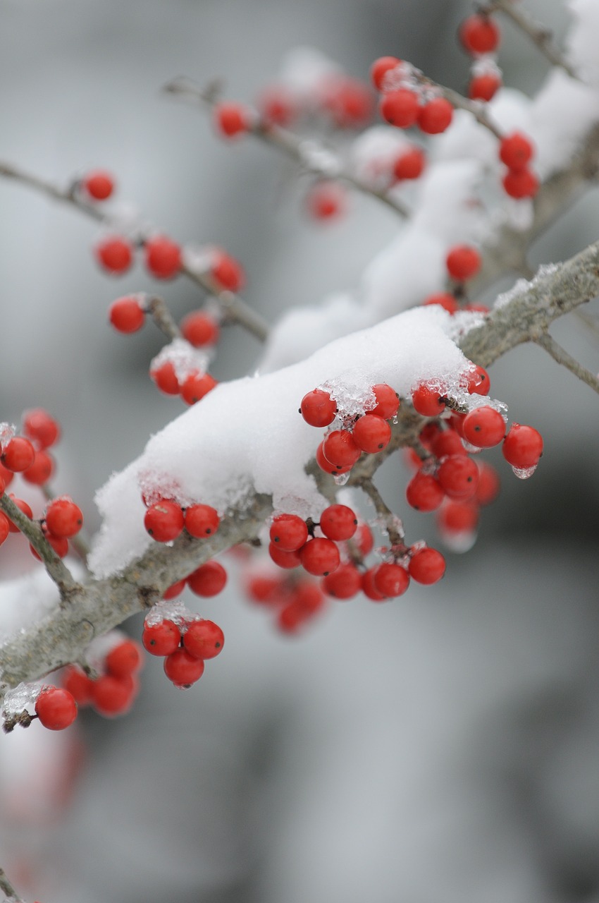 蘋果7 Plus 32G最新報(bào)價(jià)及市場深度解析