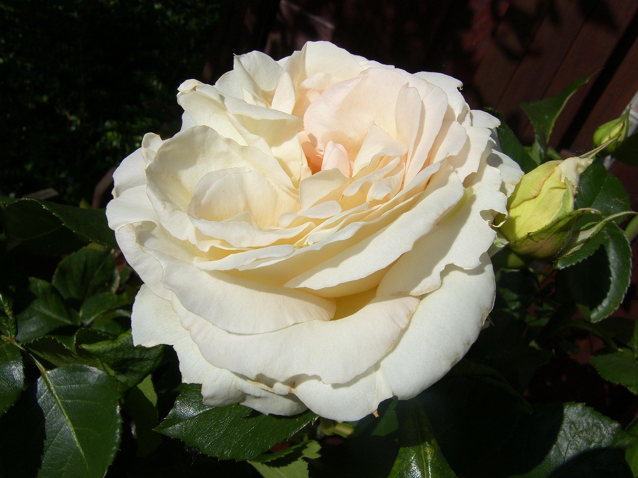 ?？诿利惾A居最新動態(tài)，繁華都市中的理想居所更新消息