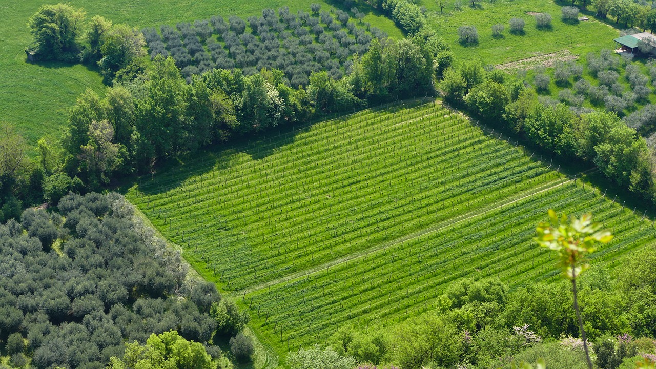 東營農(nóng)高區(qū)引領(lǐng)農(nóng)業(yè)科技創(chuàng)新，助力鄉(xiāng)村振興最新消息揭秘