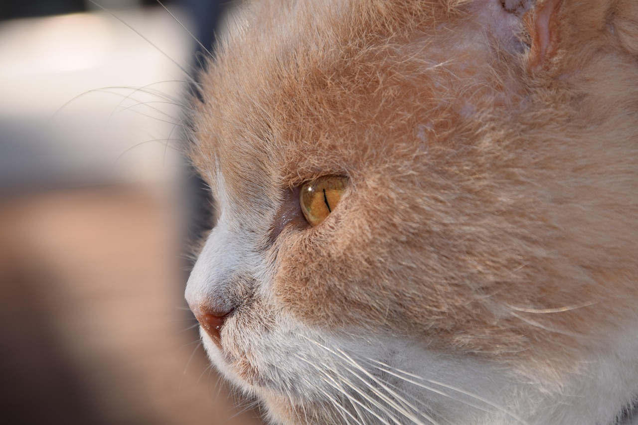 紅島經(jīng)濟(jì)區(qū)最新動(dòng)態(tài)解析，發(fā)展概況與深度解讀