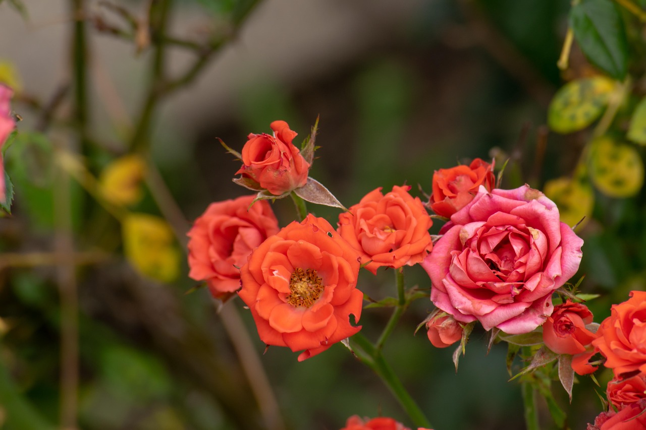 翠金湖美墅島最新動態(tài)揭秘，生態(tài)宜居，未來展望可期