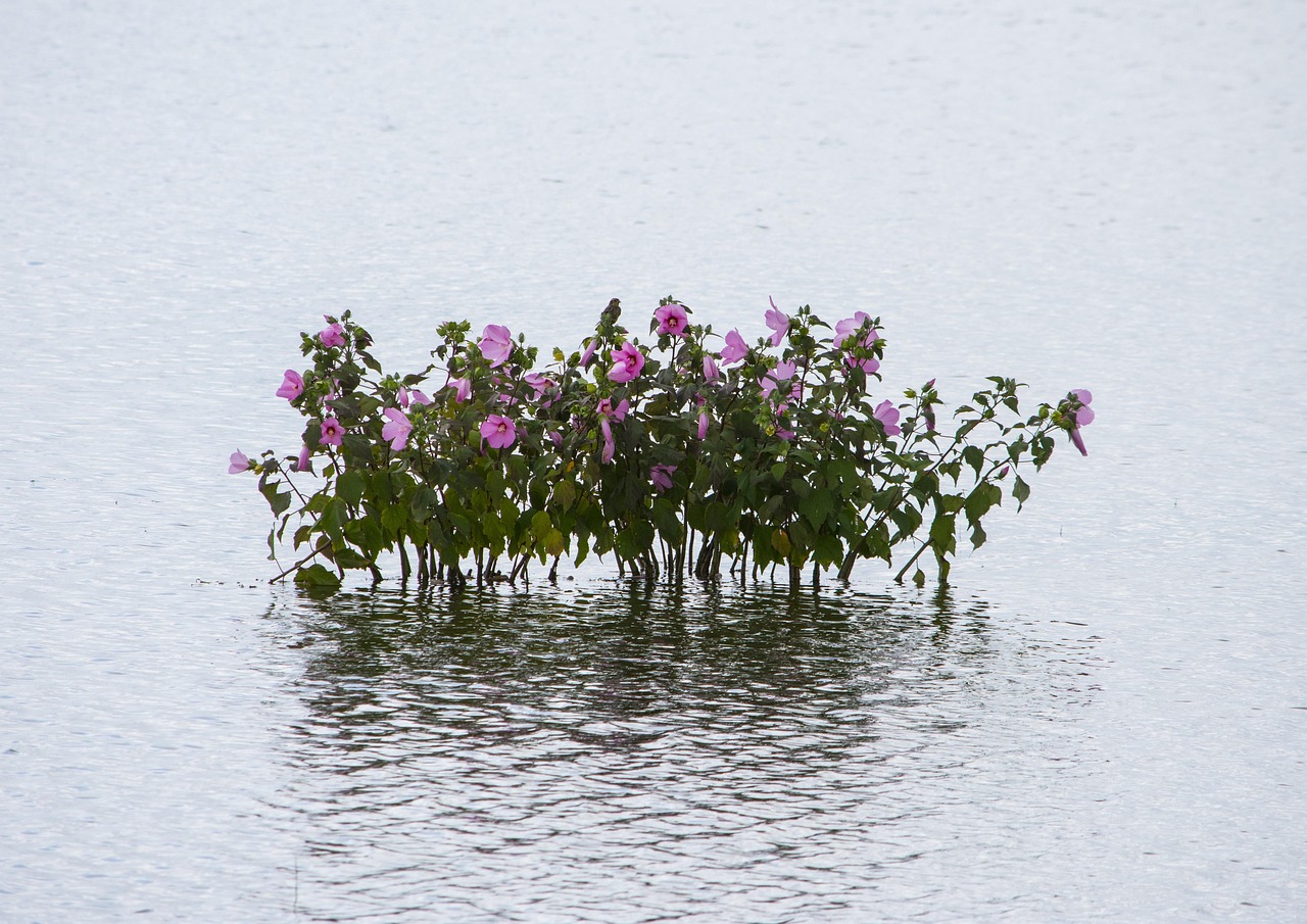 宜張高速湖南建設(shè)進(jìn)展順利，助力地方經(jīng)濟(jì)發(fā)展新動(dòng)態(tài)