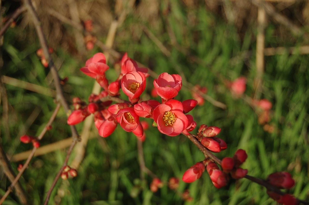 張家口華新園最新消息概覽，最新動態(tài)與進(jìn)展速覽