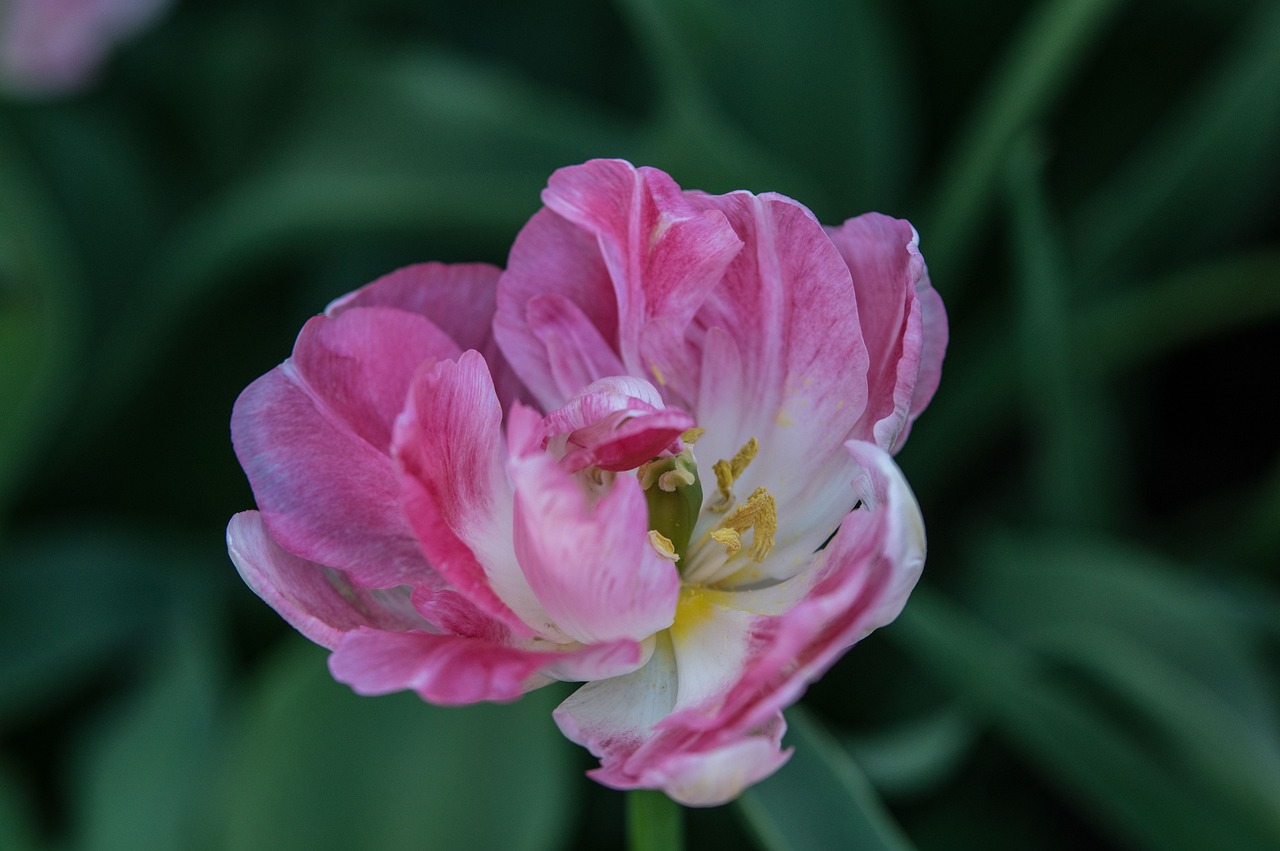 南京融創(chuàng)臻園最新動(dòng)態(tài)解析，深度了解最新消息