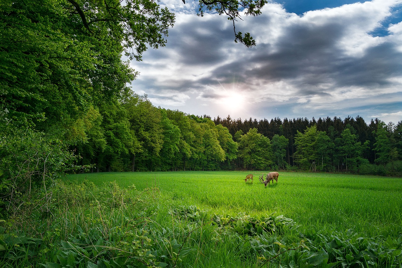 華鉆豪景灣最新消息全面解析報告揭秘最新動態(tài)