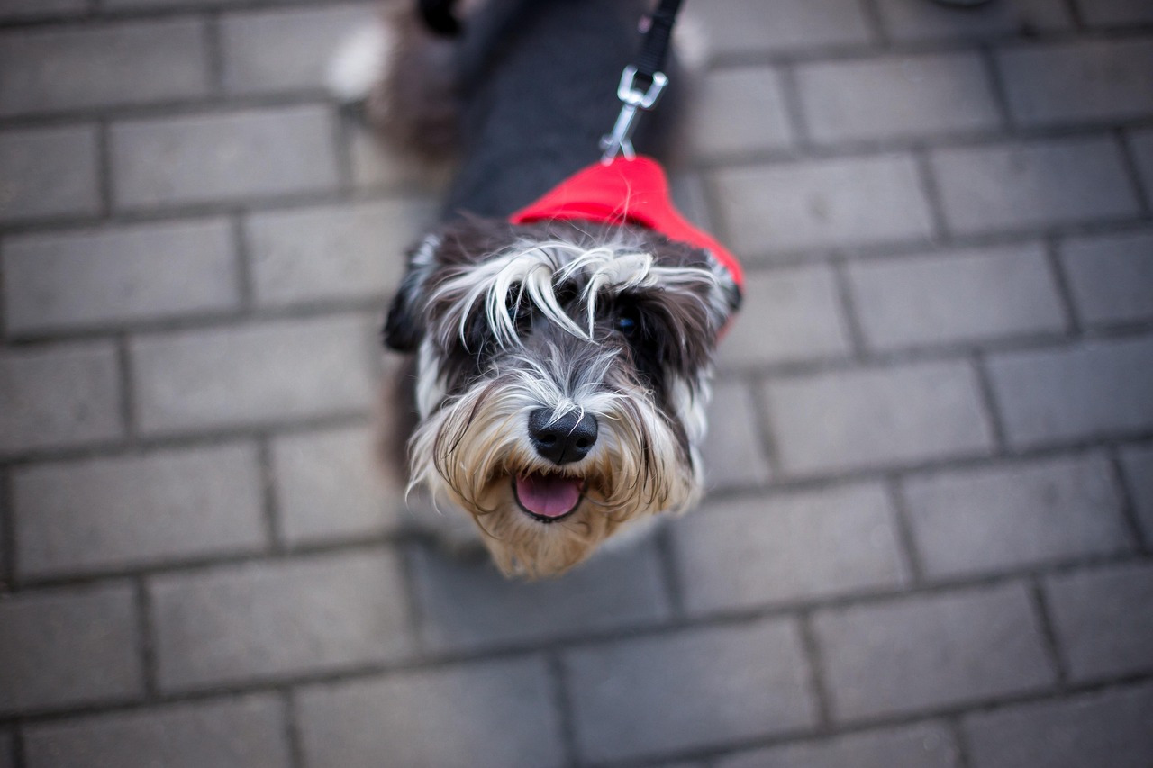王玲玲與小一鳴的最新動態(tài)，星光璀璨，未來可期