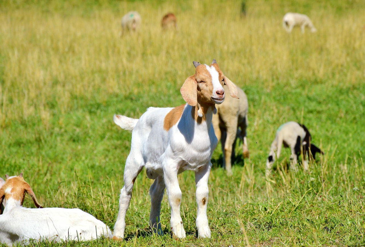 探索貓咪世界，最新應(yīng)用程序下載安裝指南