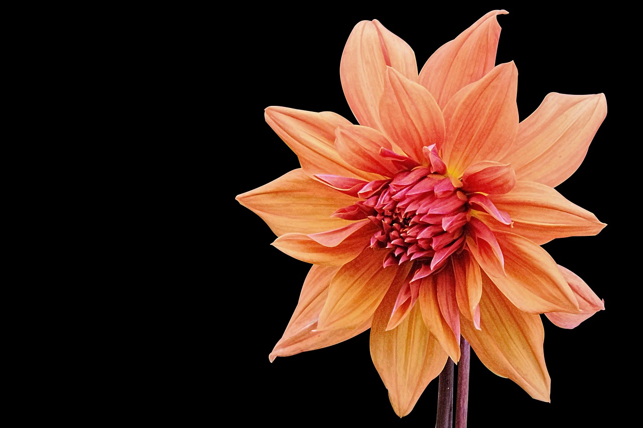 社會(huì)撫養(yǎng)費(fèi)廢止最新動(dòng)態(tài)，重塑人口政策，未來展望揭曉