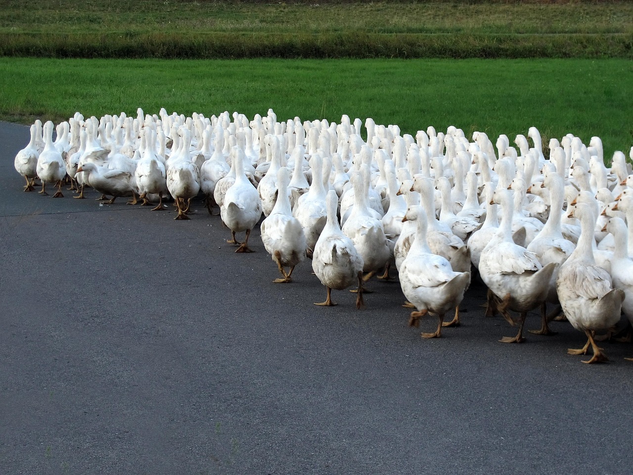 后牛坊村搬遷最新動(dòng)態(tài)，變化中的鄉(xiāng)村未來(lái)