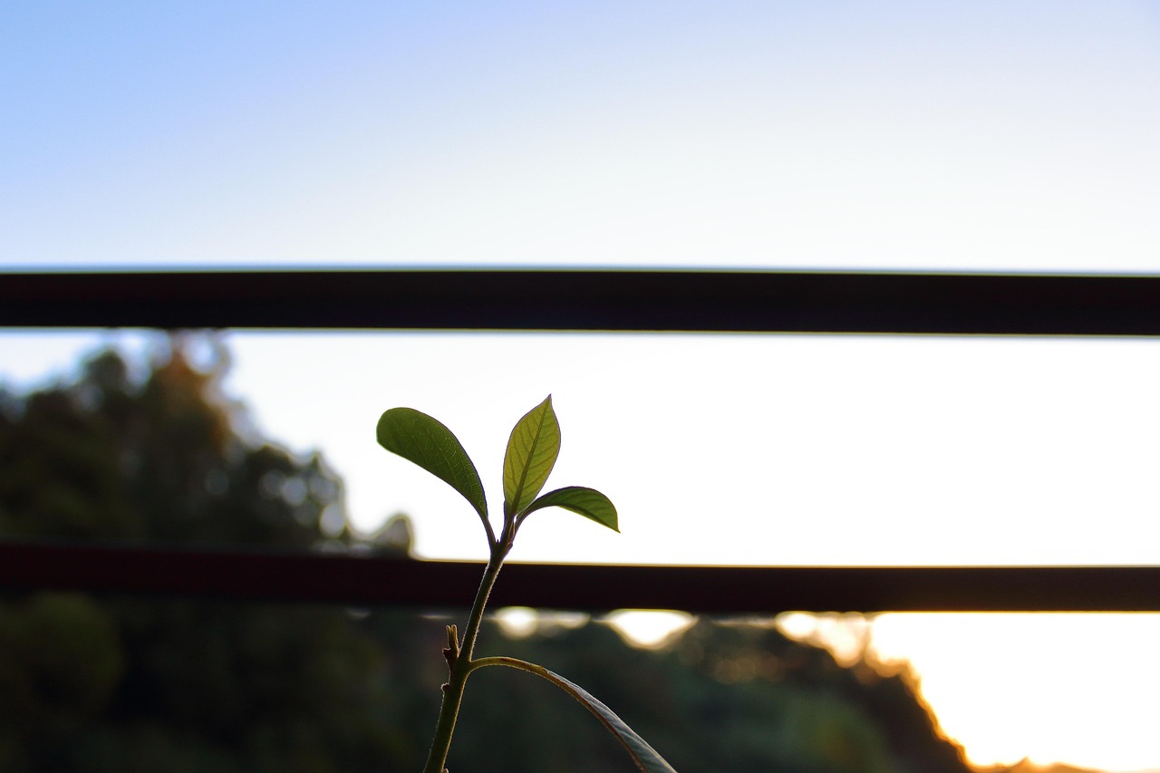 朗詩紅樹林最新動態(tài)，引領(lǐng)綠色生活新篇章，開啟全新篇章