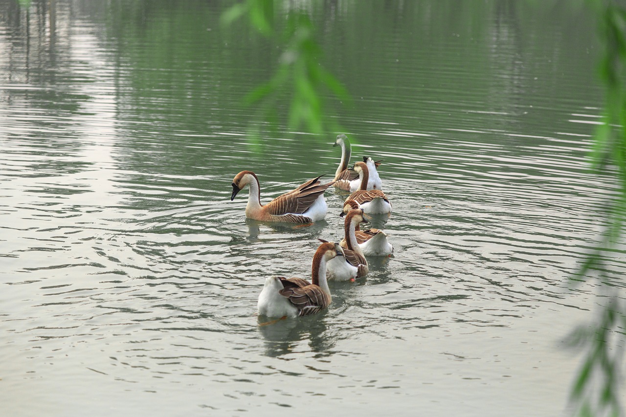 澳門科技大學(xué)最新消息綜述，發(fā)展動態(tài)與亮點展示