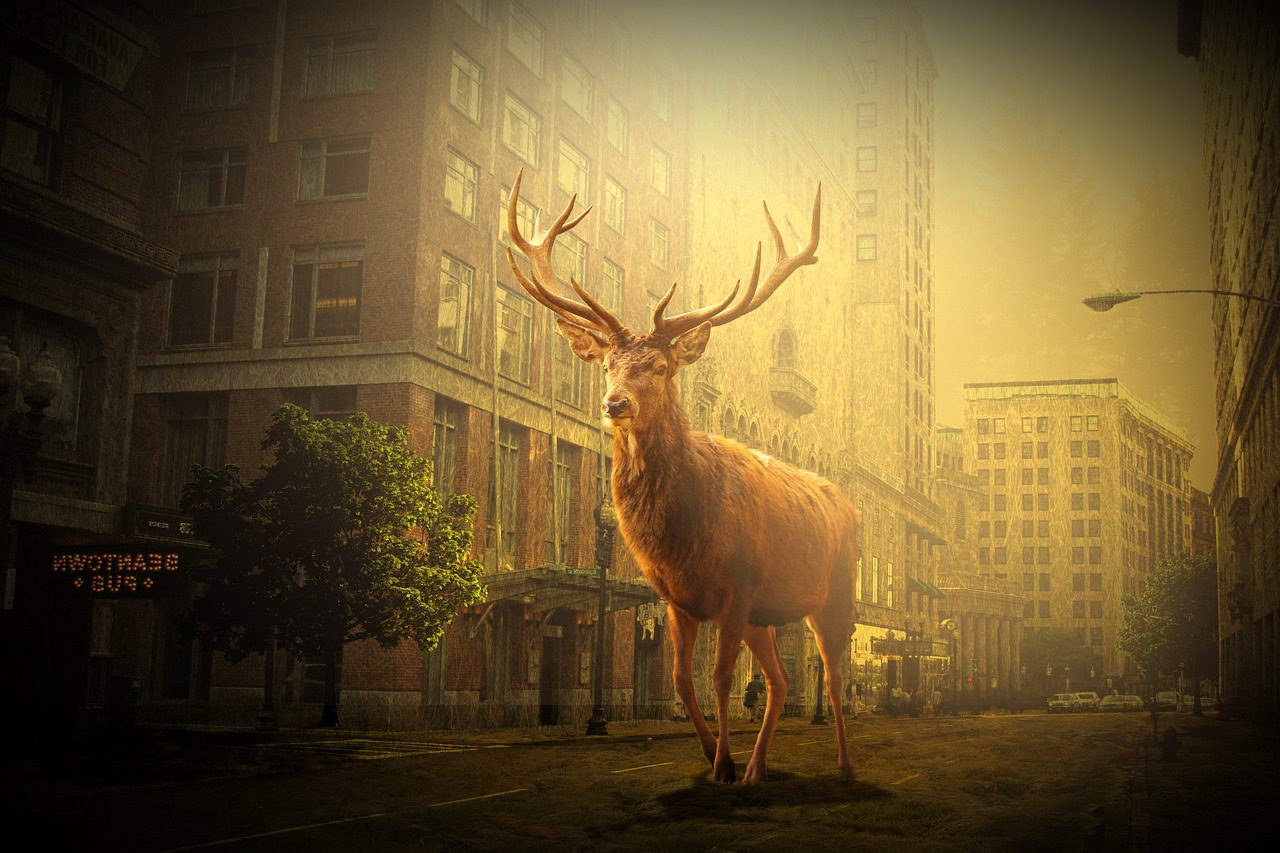 鹽城市網約車最新動態(tài)，行業(yè)變革與發(fā)展趨勢