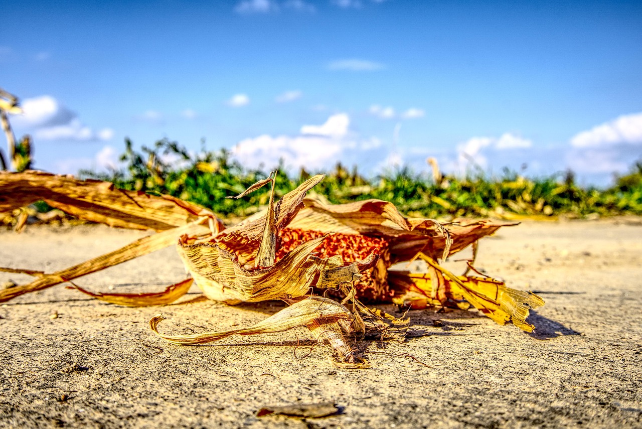 涿州京南一品最新動態(tài)，持續(xù)更新與深度解讀