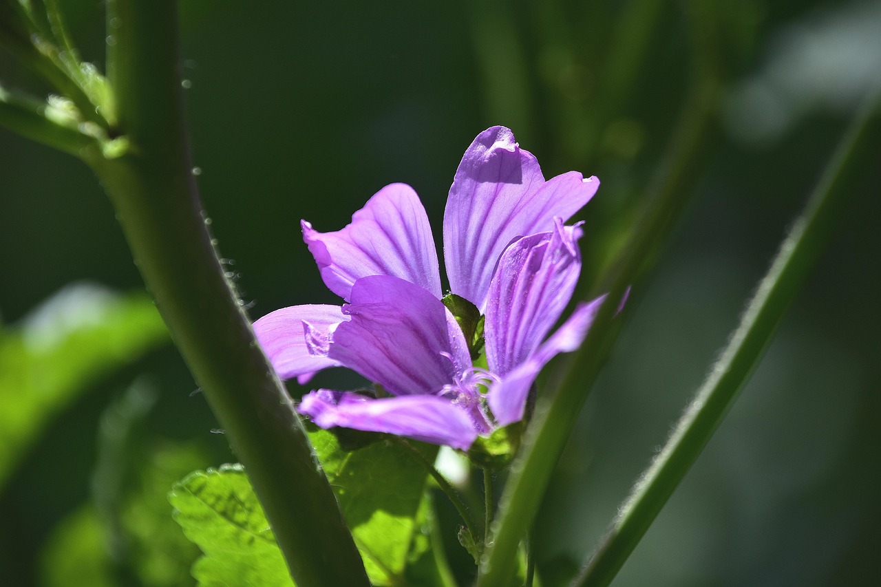 特朗普禁穆令最新動(dòng)態(tài)，爭議與真相深度解讀