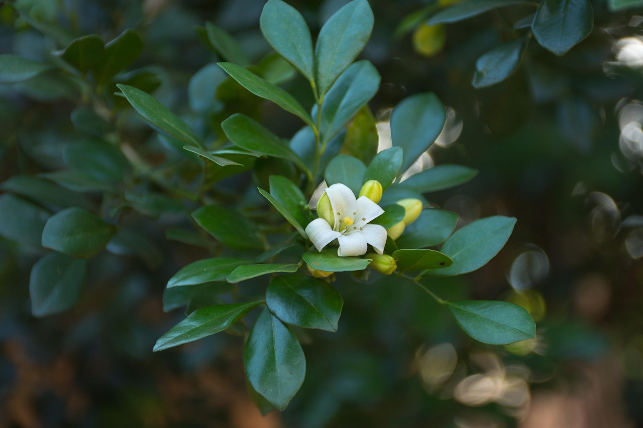 中醫(yī)藥法最新動態(tài)，邁向現(xiàn)代化與規(guī)范化的新征程