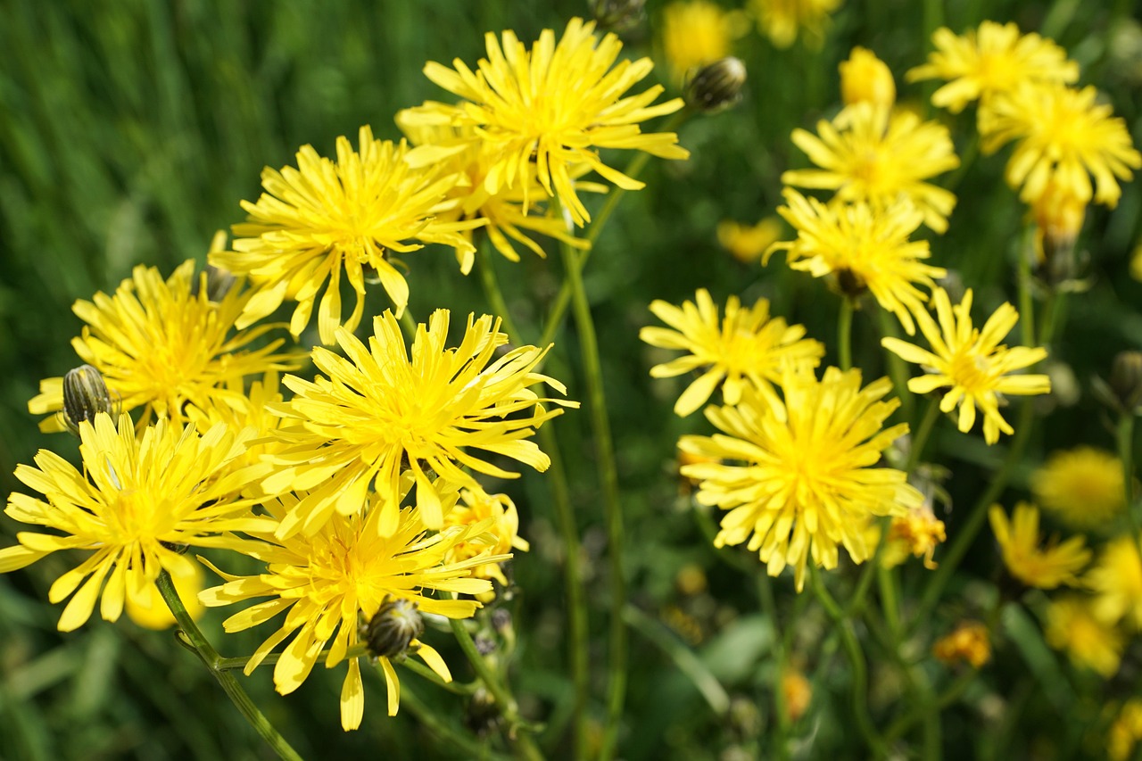 南駐阜蚌高鐵最新進(jìn)展報(bào)告，揭秘最新動(dòng)態(tài)與進(jìn)展里程碑